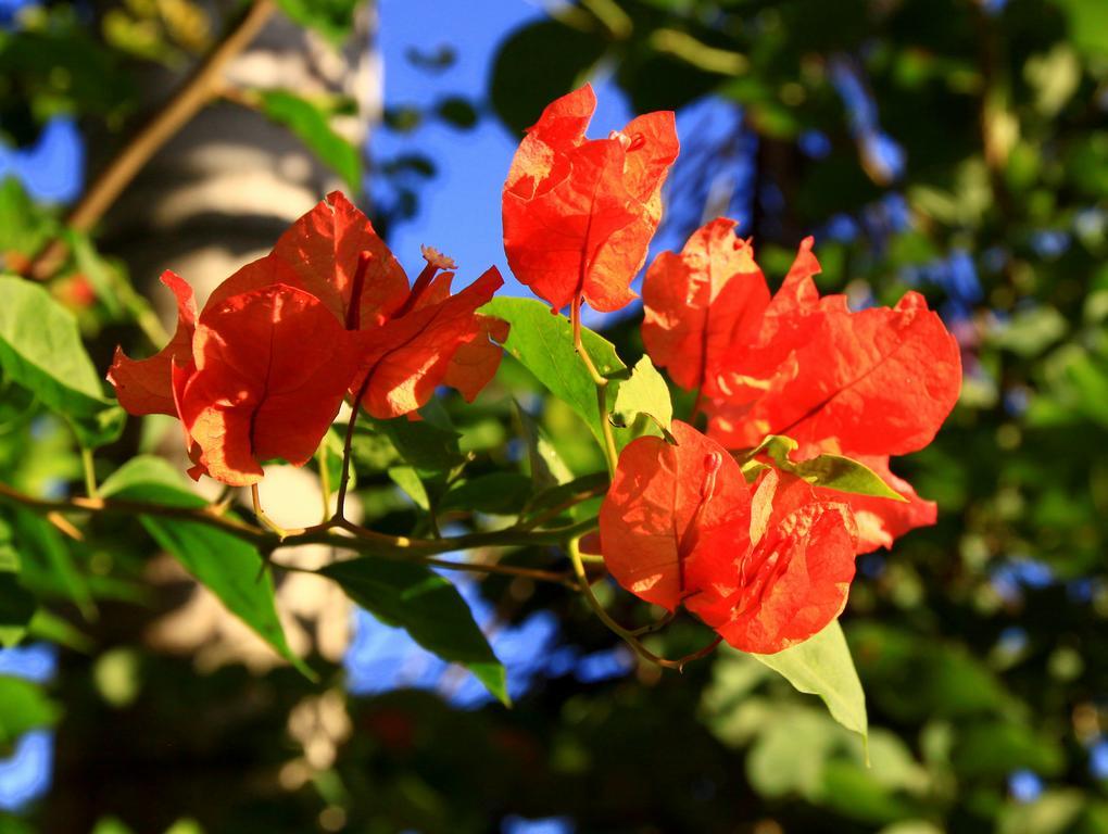 Labellaventura Villa Las Galeras Luaran gambar